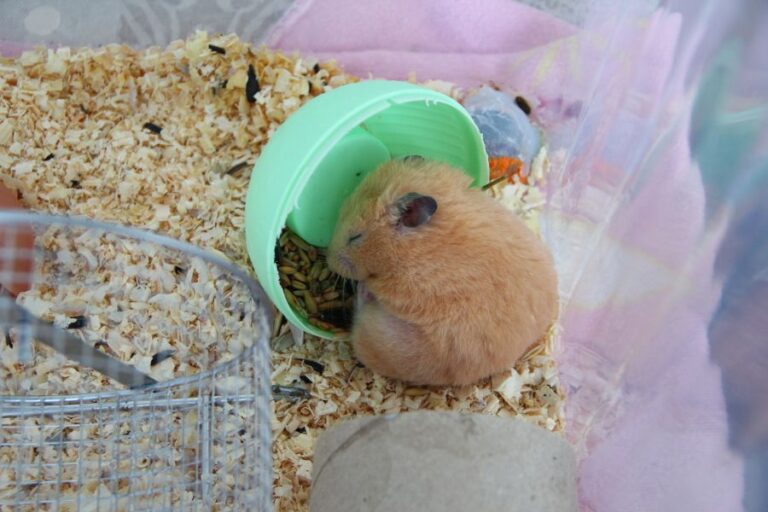 Syrian Hamster Sleeping in Food Bowl