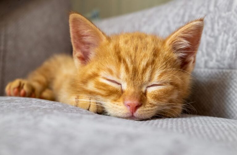 Tired Orange Kitten Sleeping on Couch