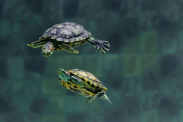 Two Red Eared Terrapins Swimming in Tank