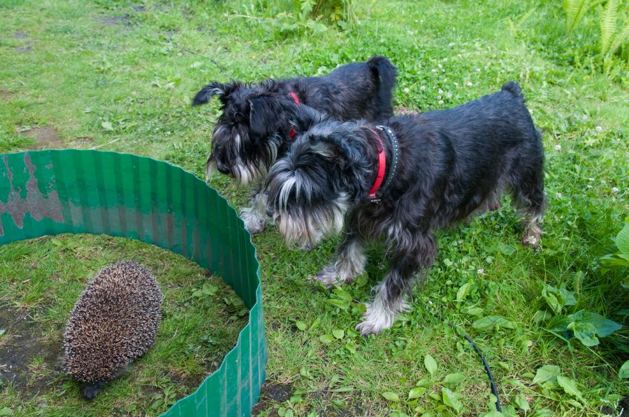 Two Schnauzer Dogs Watching Hedgehog