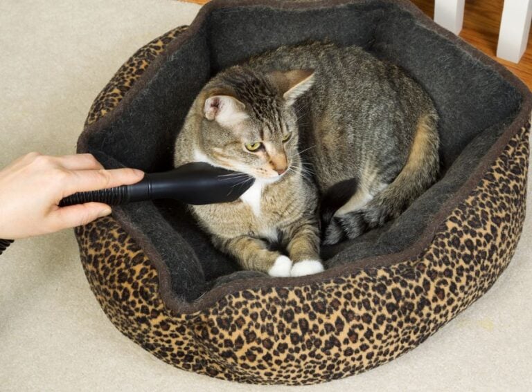 Vacuuming Cat While Cleaning Pet Bed