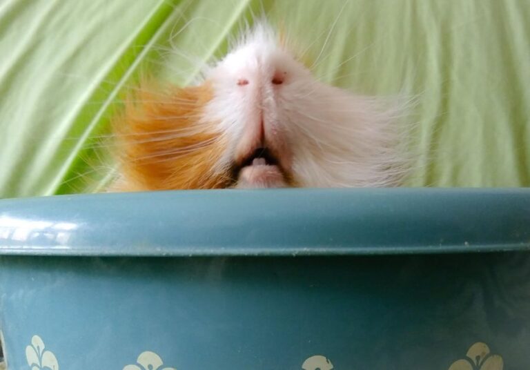 View of Guinea Pig Snout and Teeth