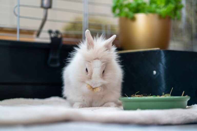 White Dwarf Rabbit Cleaning His Face