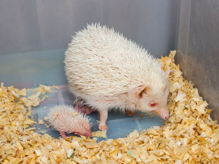 White Hedgehog With Babies