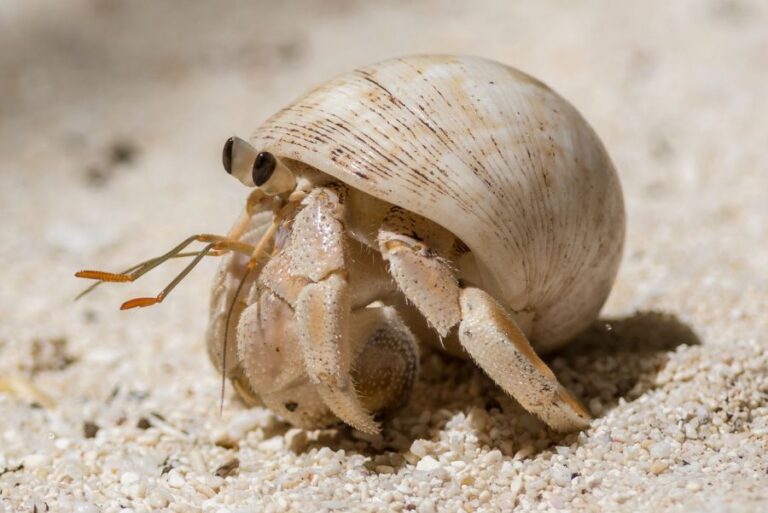 White Hermit Crab in Sand