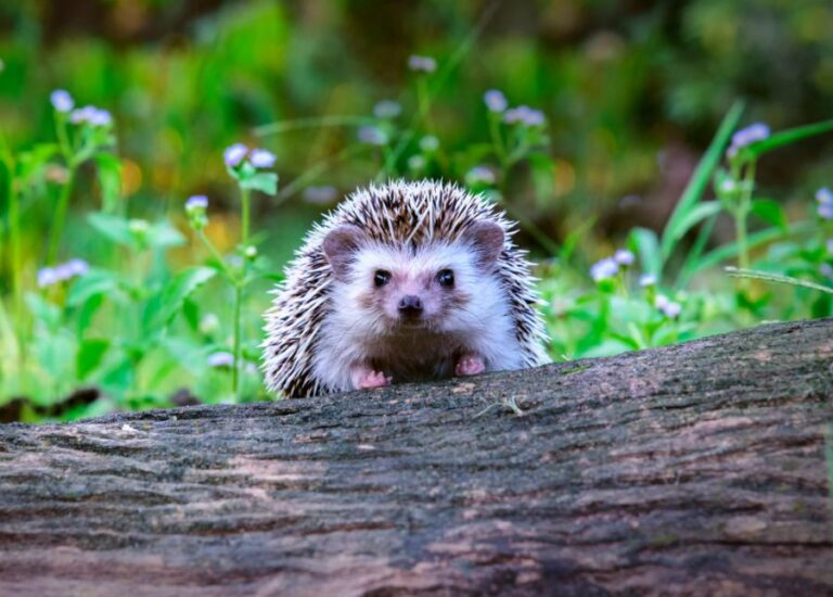 African Pygmy Hedgehog Sitting on Log
