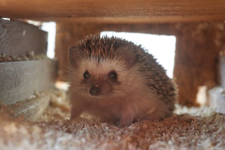Baby Hedgehog Hiding in Nesting Box