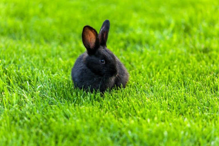 Black Rabbit Sitting in Green Grass