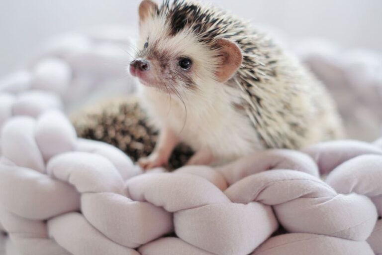 Closeup of Hedgehog in Soft Gray Bed