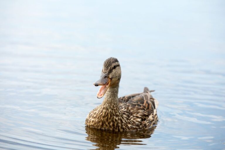 Duck Floating in Lake With Mouth Wide Open