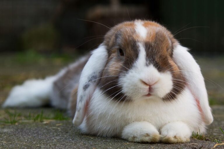 Dutch White-Eared Mini Lop Laying in Garden