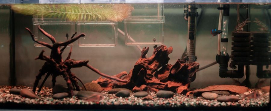 Empty Fish Tank With Holding Tanks