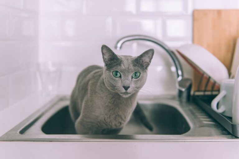 Gray Cat Sitting in Sink