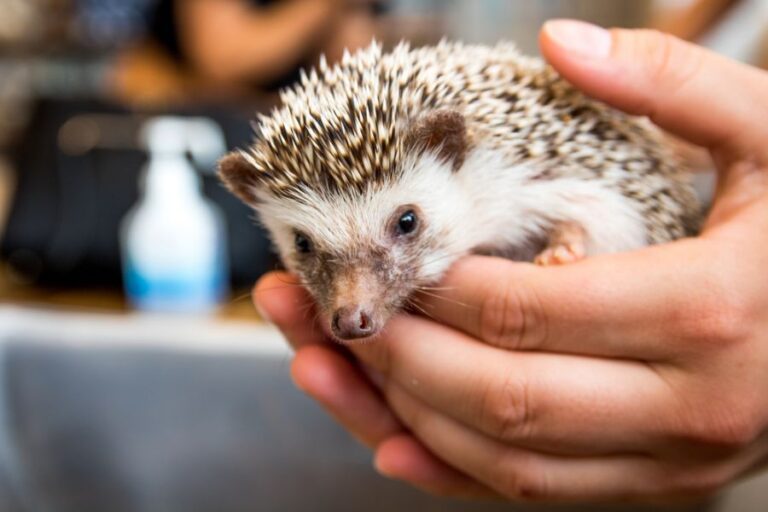 Hedgehog Being Held at Hedgehog Cafe