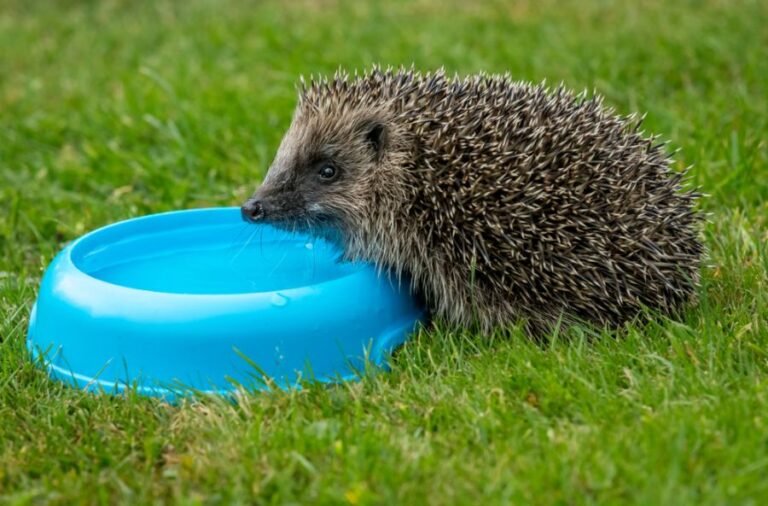 Hedgehog Drinking From Water Bowl in Grass