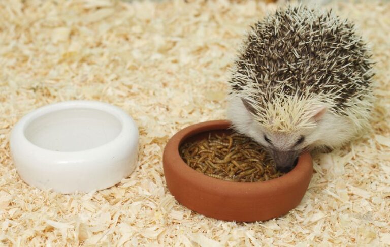 Hedgehog Eating Mealworms Out of Bowl