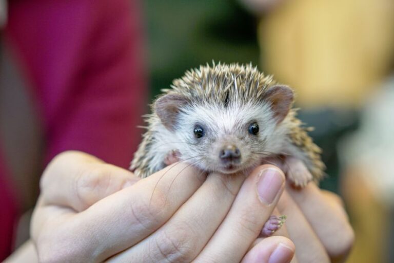Hedgehog Peeking Out From Person's Hands