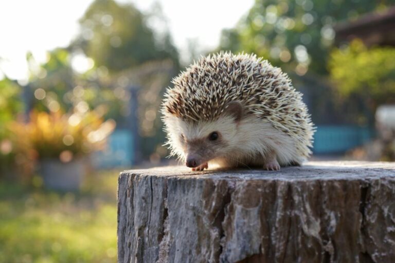 Hedgehog Resting on Stump