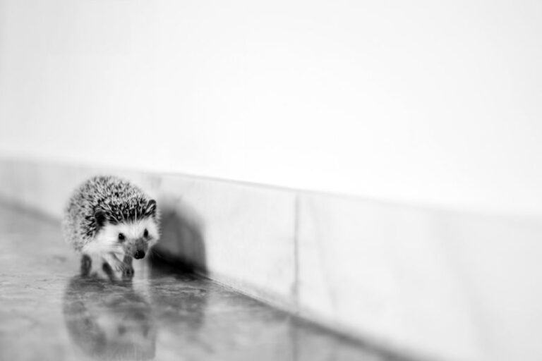 Hedgehog Running Along Wall