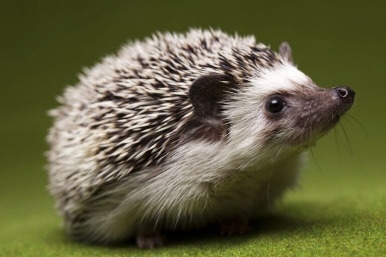Hedgehog Sitting Against Green Background