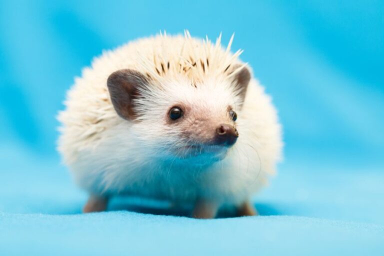 Hedgehog at Home Against Blue Background