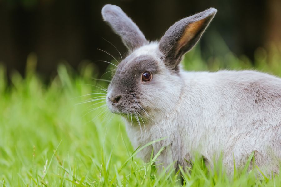 Lop Rabbit Sitting on Green Lawn