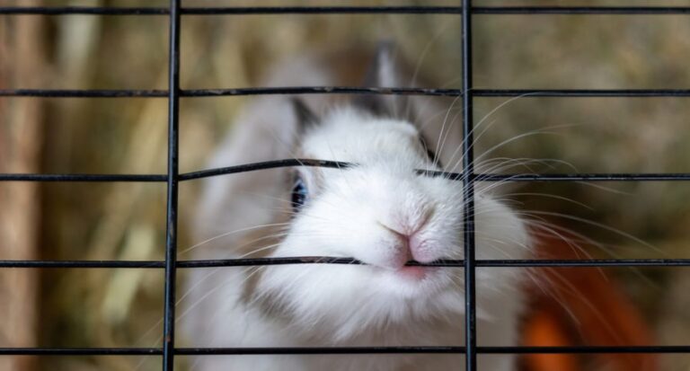 Rabbit Biting Bars of Hutch