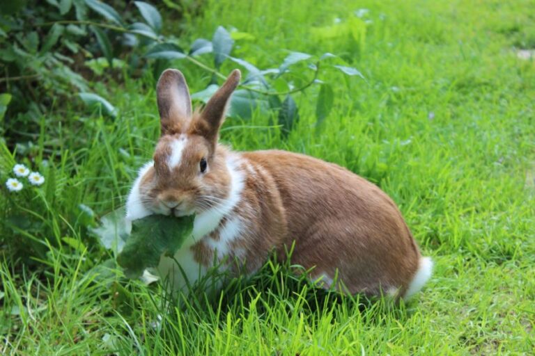 Red and White Rabbit Sitting in Grass and Eating Leaves