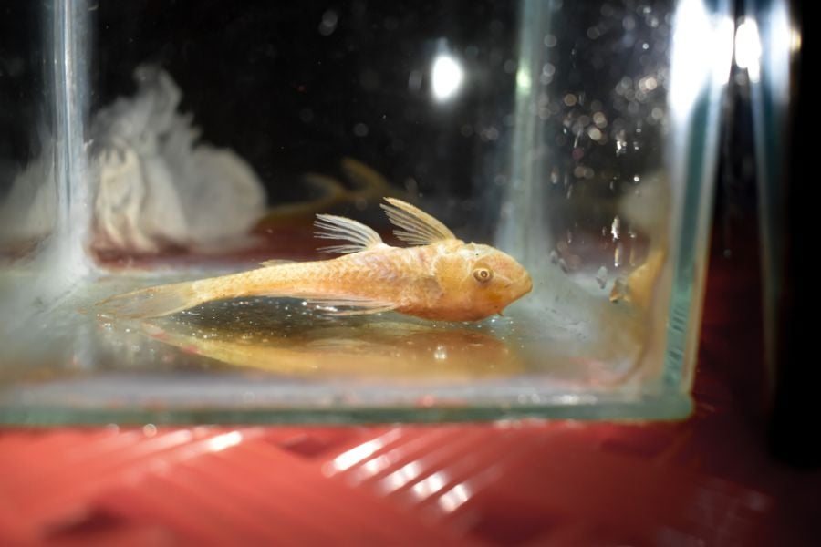 Light Pleco Dead in the Corner of a Holding Tank