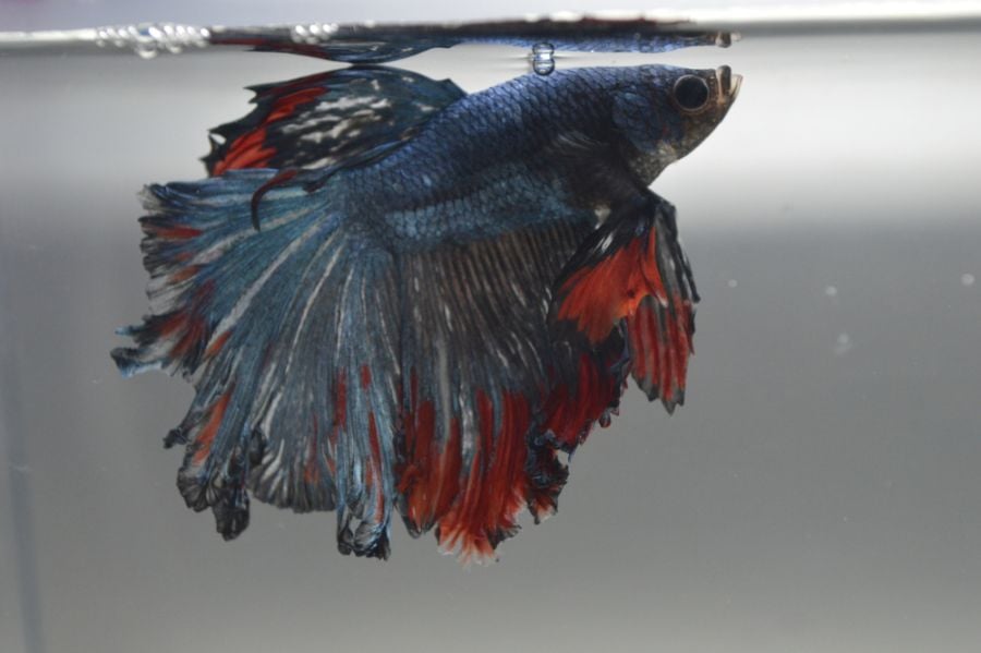 Patriot Betta With Fin Rot