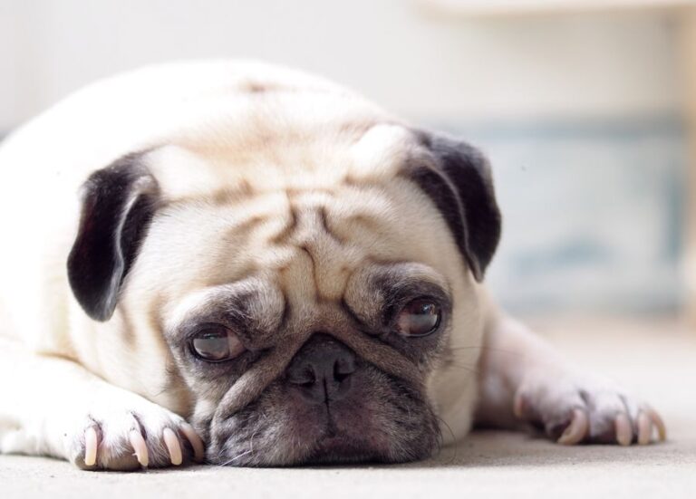 Pug Dog Laying on Carpet