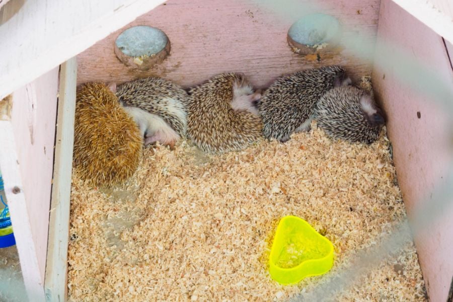 Several Young Hedgehogs Sleeping in Cage