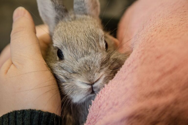 Small Gray Rabbit Being Snuggled in Person's Arms