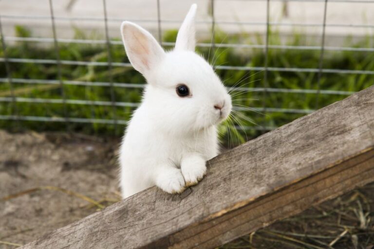 Small White Rabbit Leaning on Wood Beam on Farm