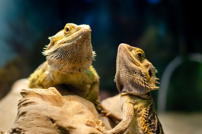 Two Bearded Dragons Sunning on a Rock