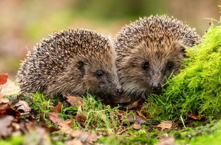 Two European Hedgehogs in Natural Woodland Habitat