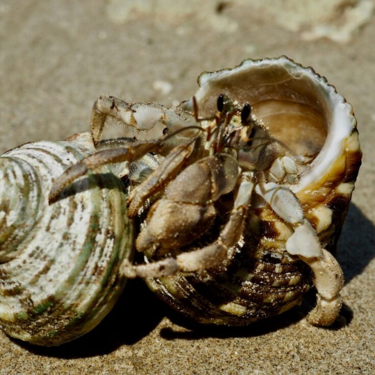 Can Hermit Crabs Kill Each Other? Fur, Wings, & Scaly Things