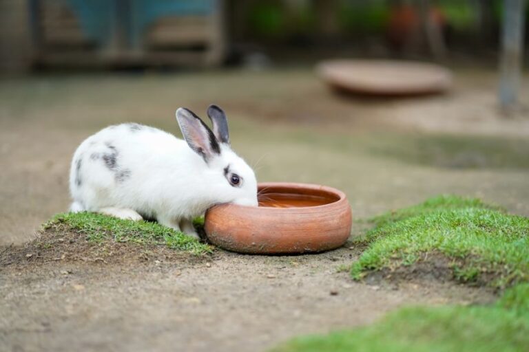 White Rabbit Drinking from Bowl on Dirt