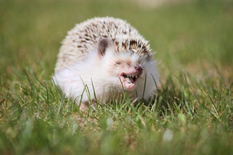 African Pygmy Hedgehog Baring Its Teeth