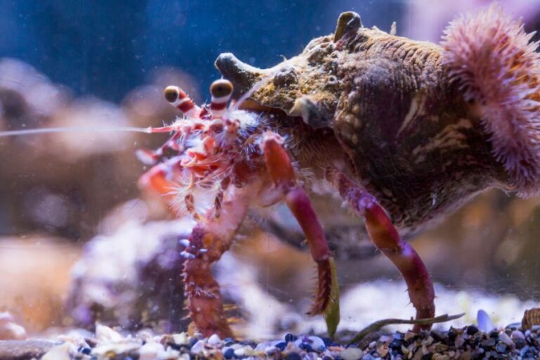 Anemone on Shell of Hermit Crab in Tank
