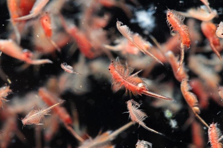 Artemia Plankton on a Black Background