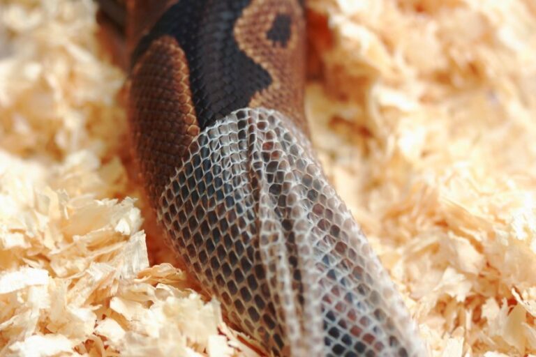 Ball Python Shedding Its Skin