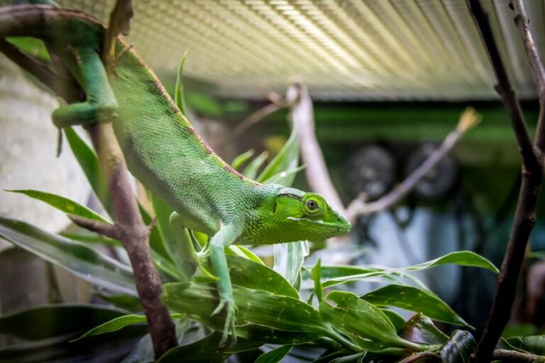 Berthold's Bush Anole on Branch in Cage