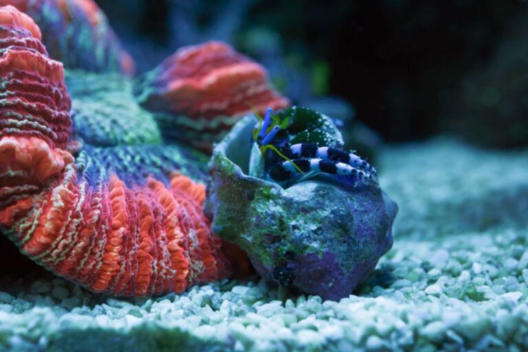 Blue Hermit Crab Upside Down Next to Red Coral