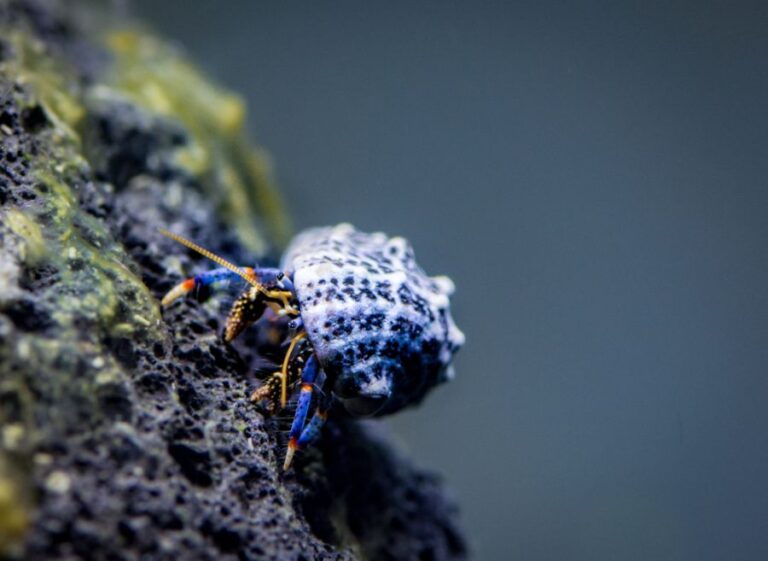 Blue Leg Hermit Crab on Volcanic Rock in Aquarium