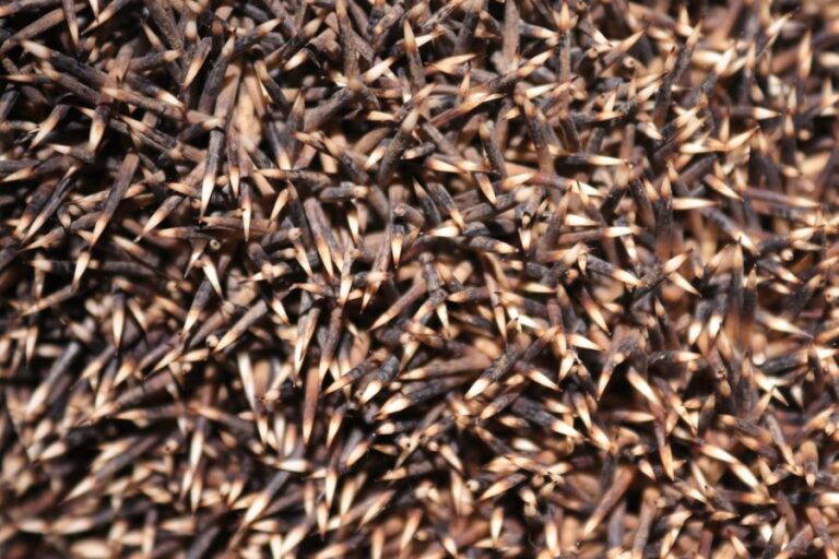 Closeup of a European Hedgehog's Quills