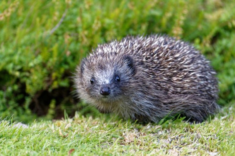 European Hedgehog Looking for Food in the Garden