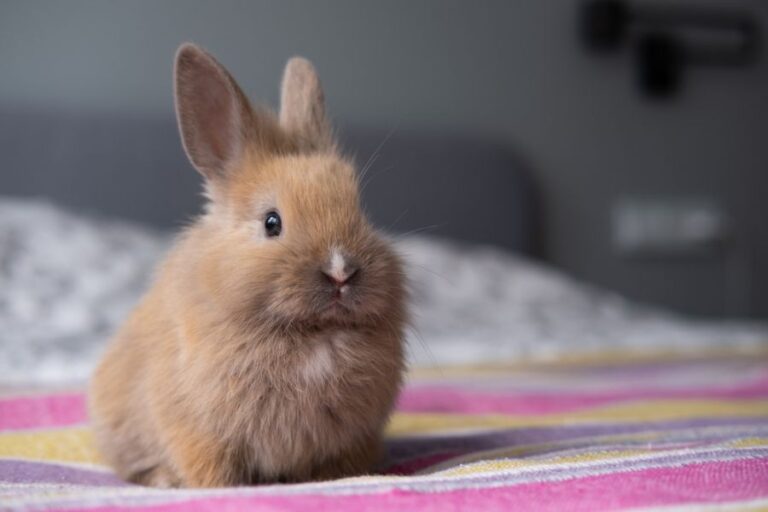 Fluffy, Brown, Pet Rabbit Sitting on a Blanket