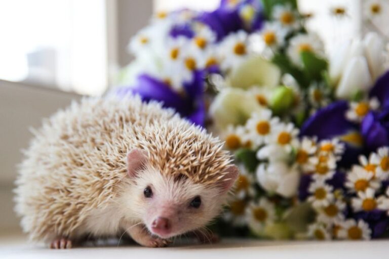 Hedgehog Indoors on a Table With Cut Flowers in the Background