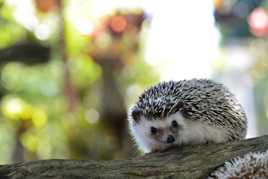 Hedgehog Walking on Branch With Trees in Background